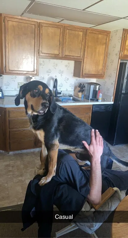 Lost dog in Sandy, UT, 84094