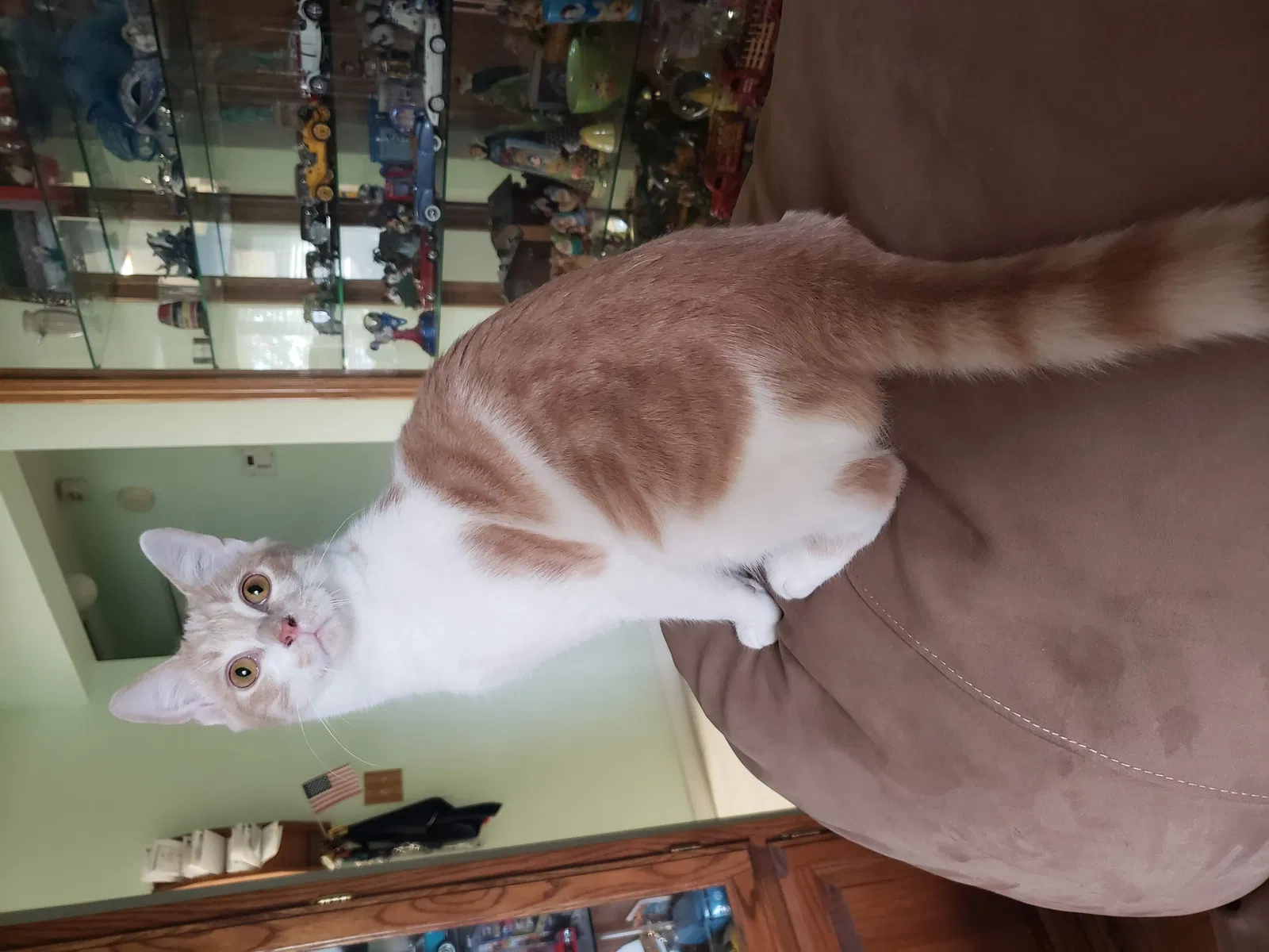 Lost cat in Port Saint Lucie, FL, 34952