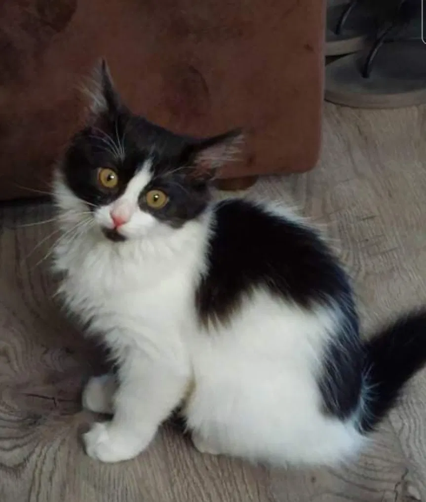 Lost cat in Fresno, CA, 93726