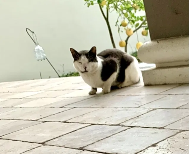 Lost cat in Tampa, FL, 33616