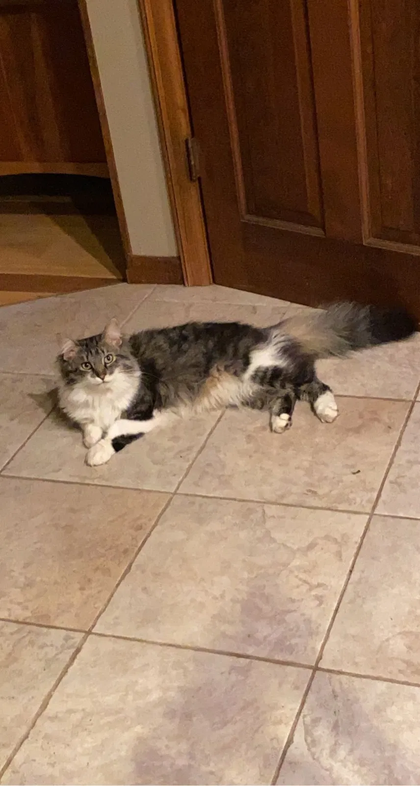 Lost cat in Rosemount, MN, 55068
