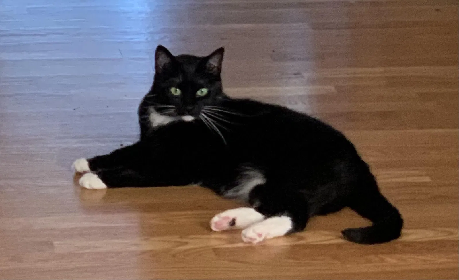 Lost cat in Alexandria, VA, 22304