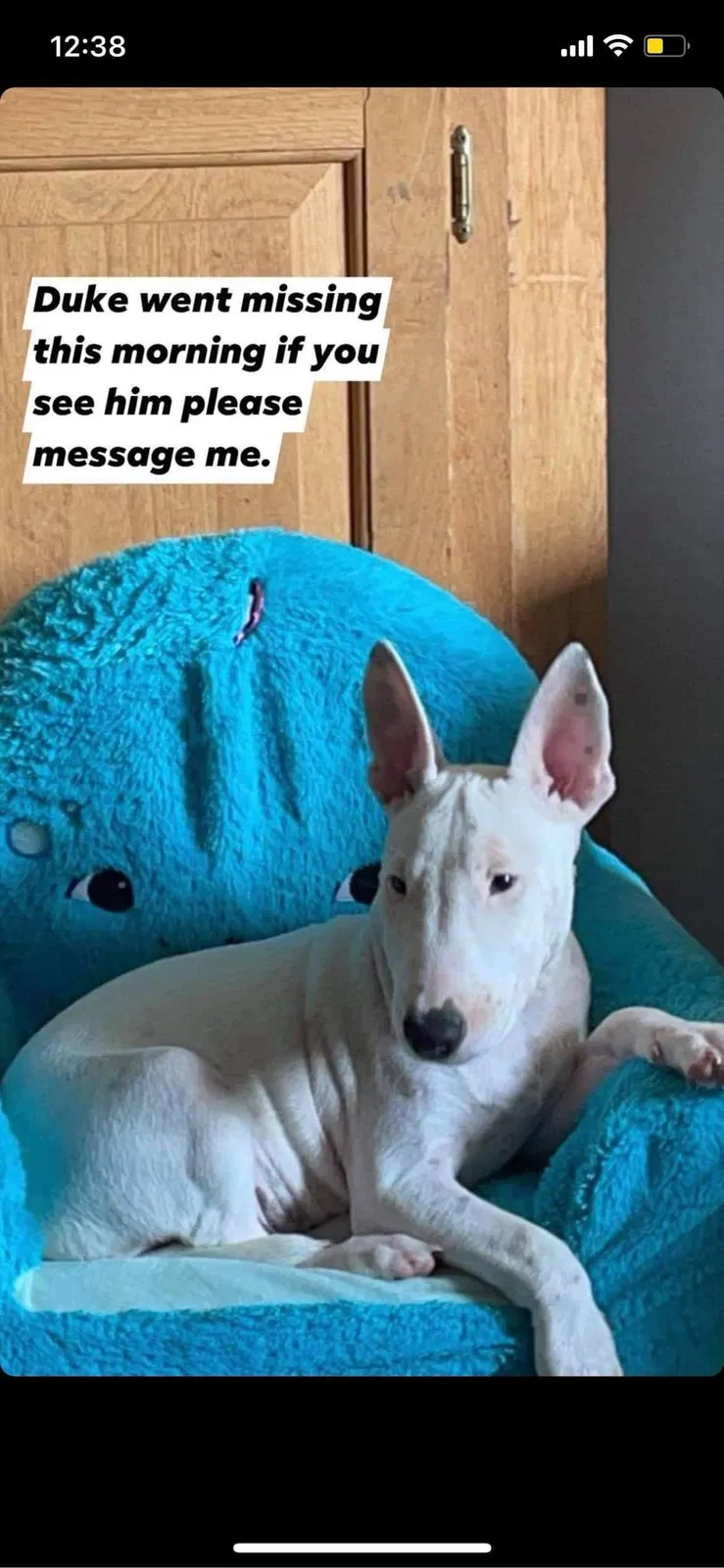 Lost dog in Altoona, IA, 50009