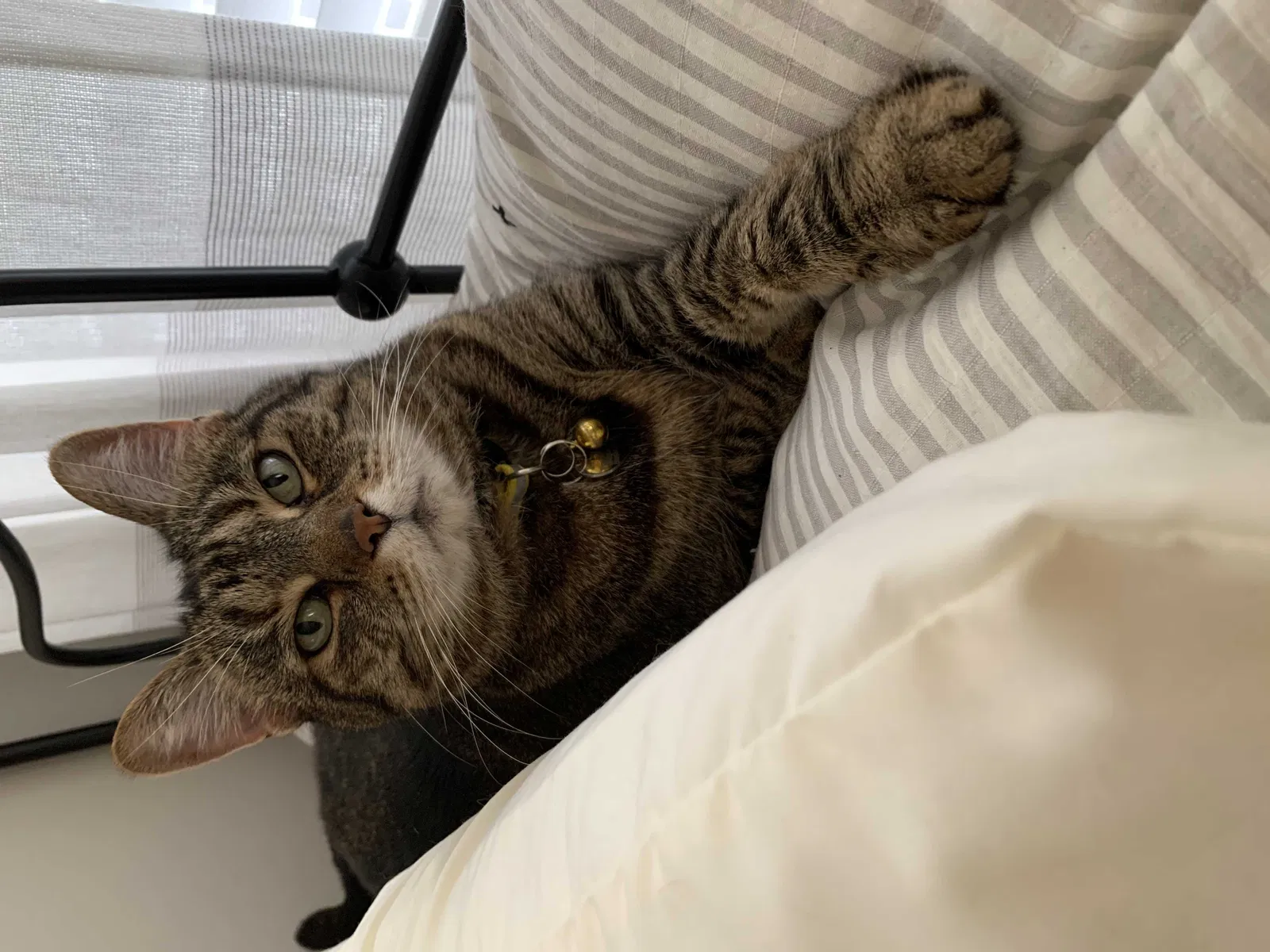 Lost cat in Mount Juliet, TN, 37122