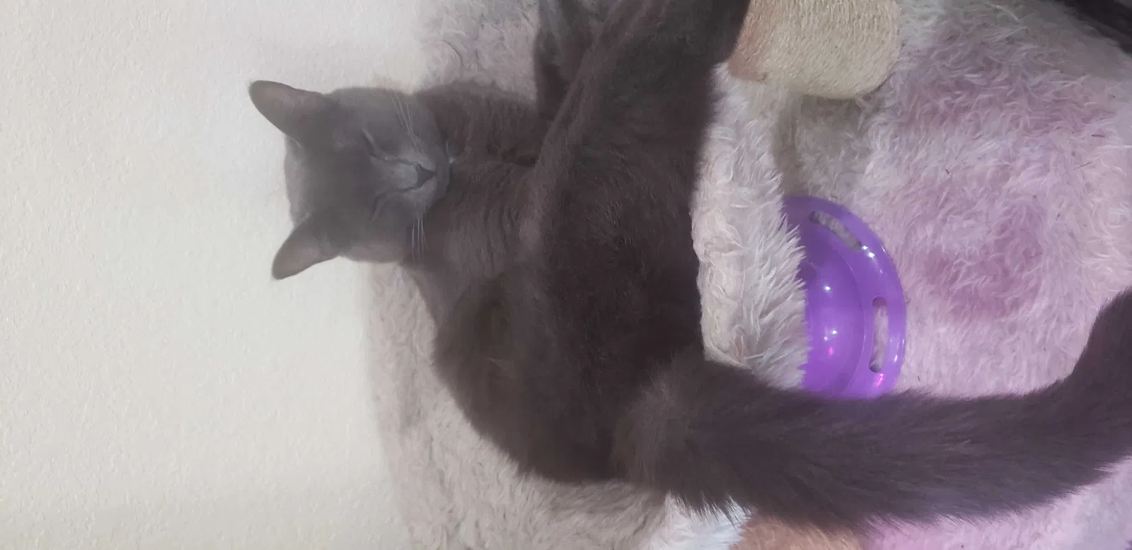 Lost cat in Kent, WA, 98042
