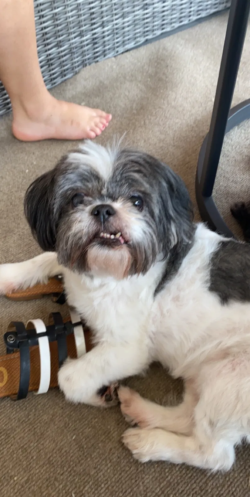Lost dog in Cape Coral, FL, 33909