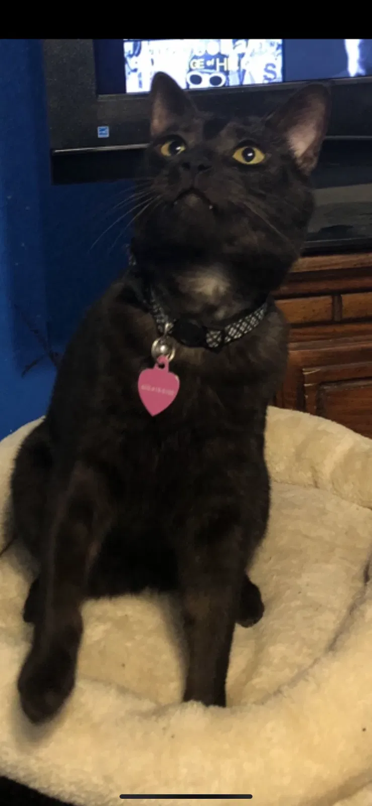 Lost cat in Austin, TX, 78729