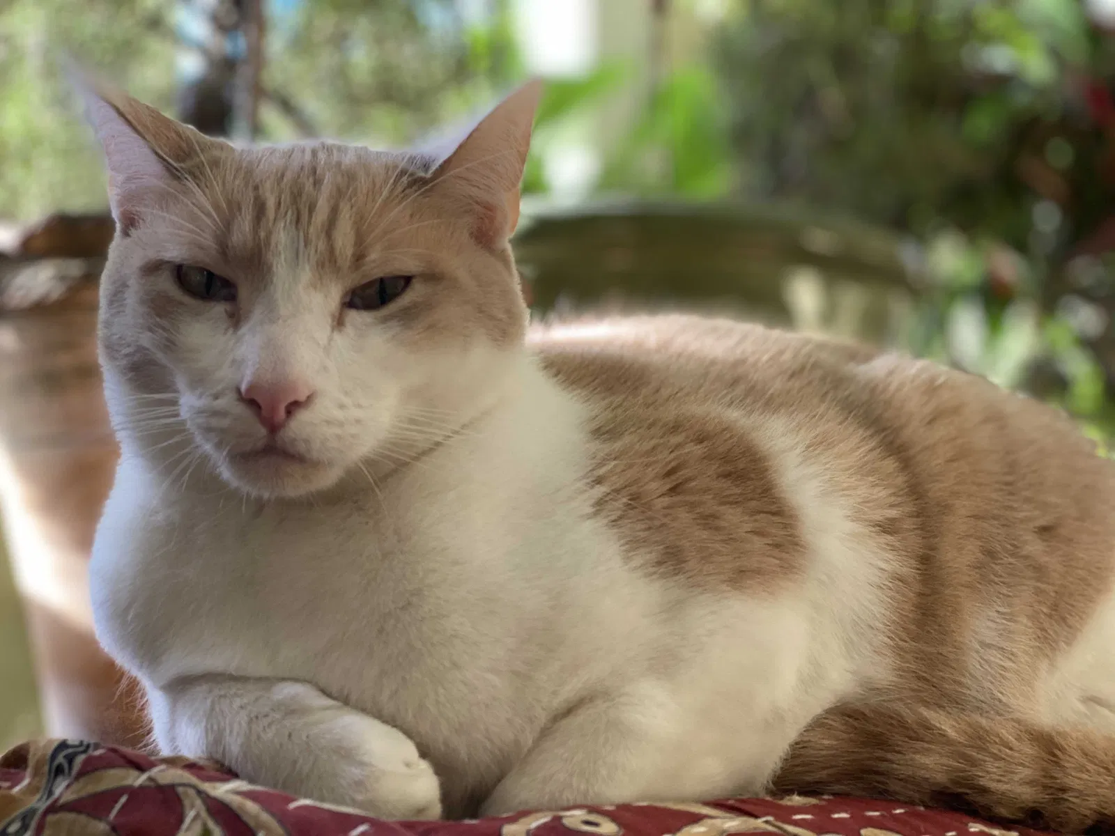 Lost cat in Francestown, NH, 3043