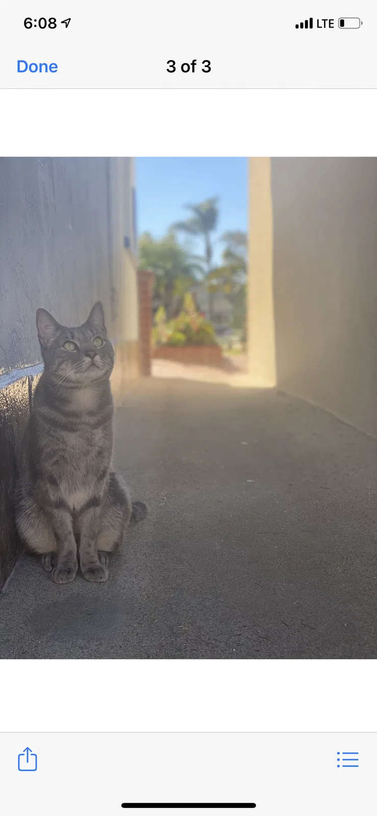 Lost cat in San Diego, CA, 92107