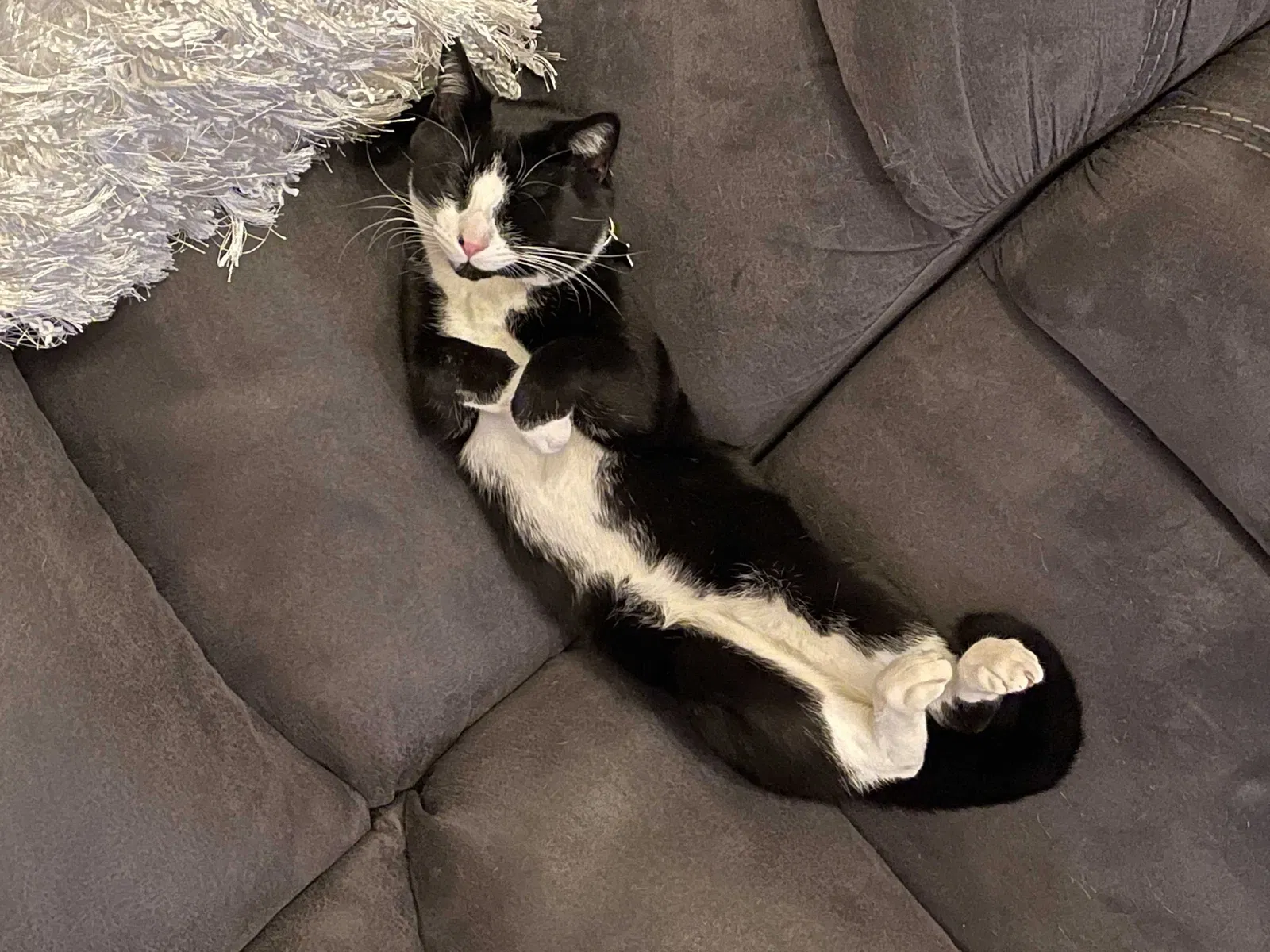 Lost cat in Clackamas, OR, 97015