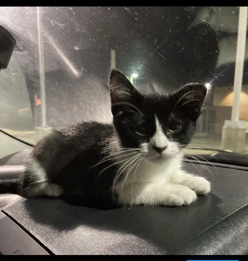 Lost cat in Denver, CO, 80229