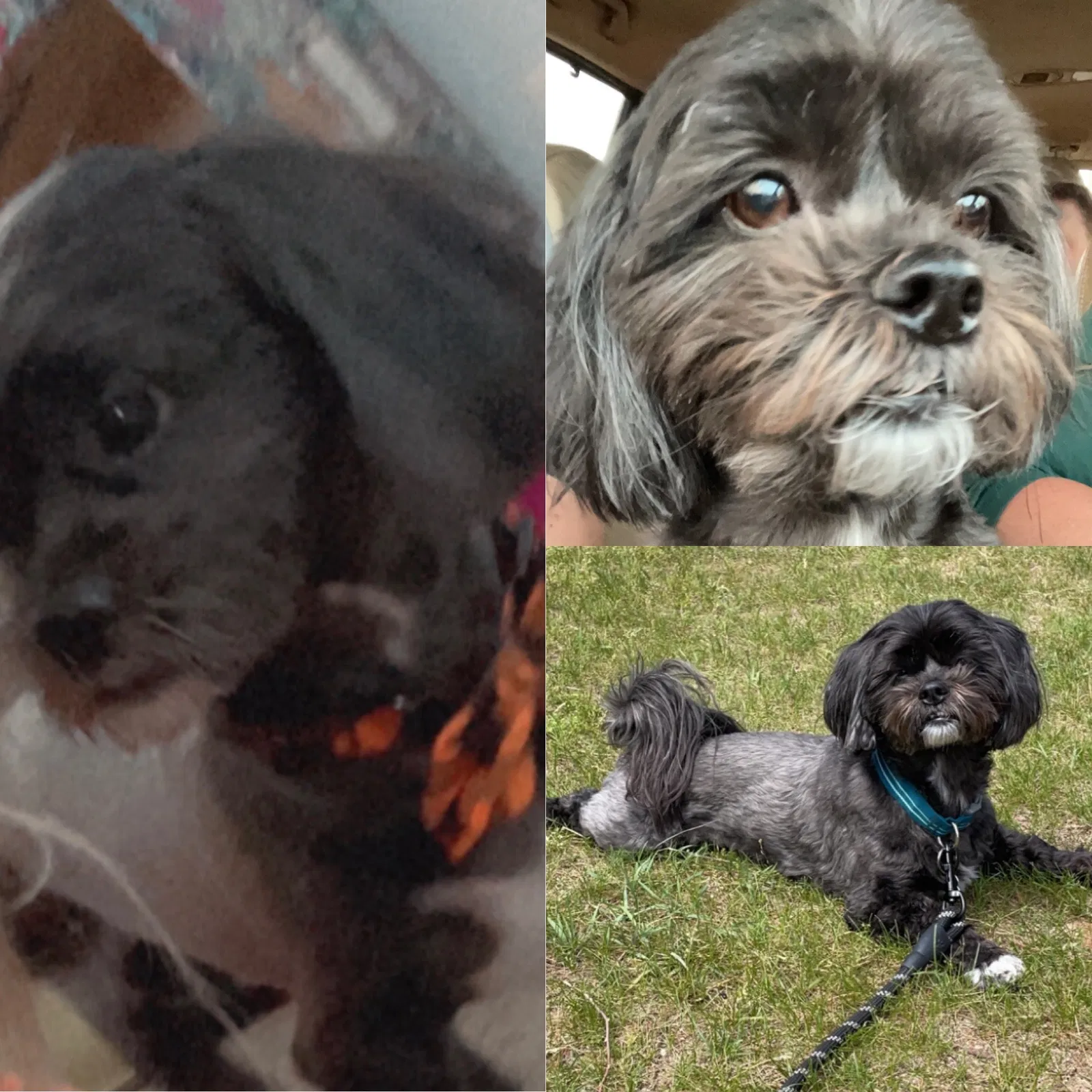 Lost dog in Van Dyne, WI, 54979