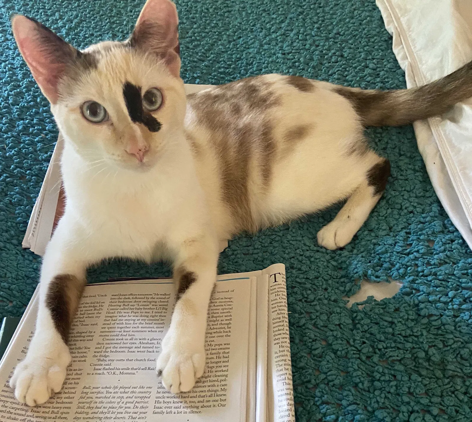 Lost cat in Mandeville, LA, 70471