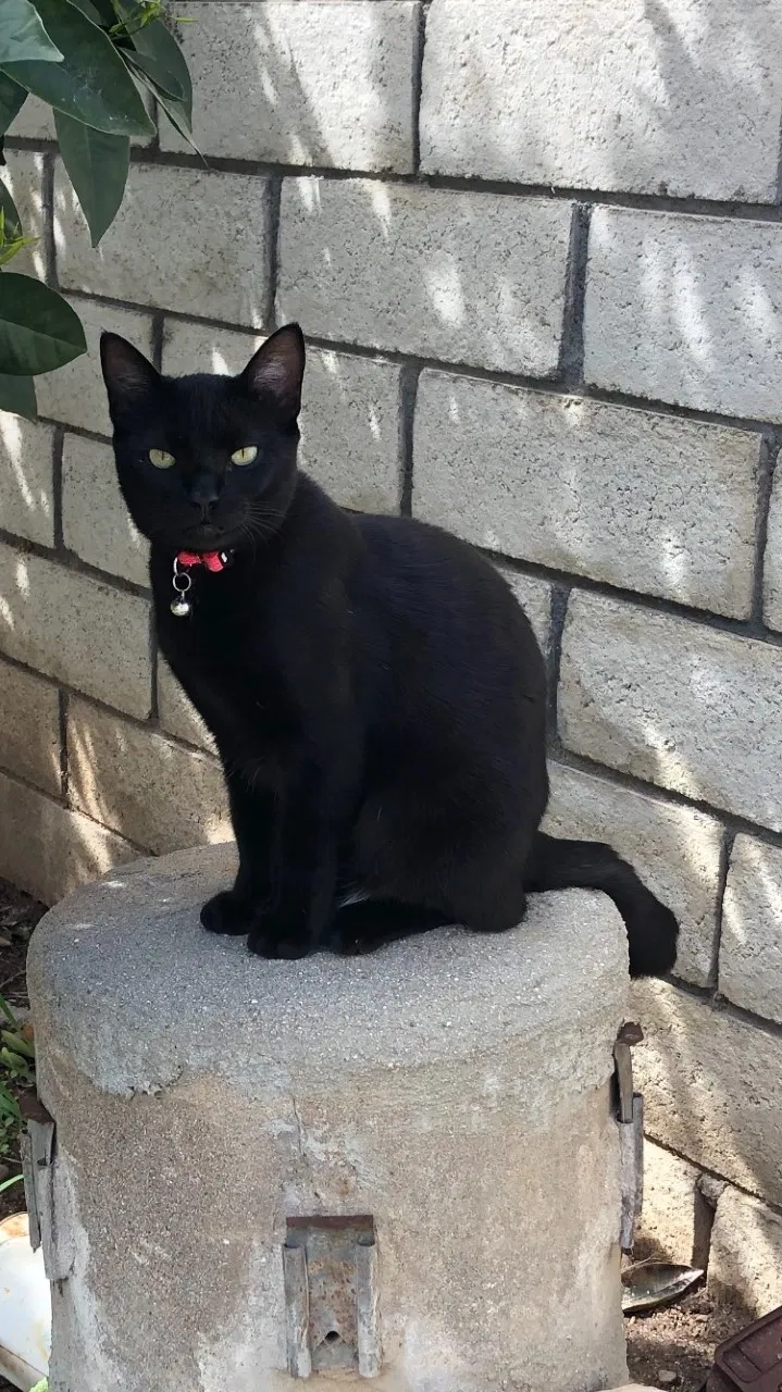 Lost cat in Yucaipa, CA, 92399