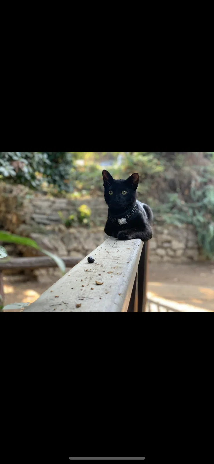 Lost cat in Los Angeles, CA, 90011