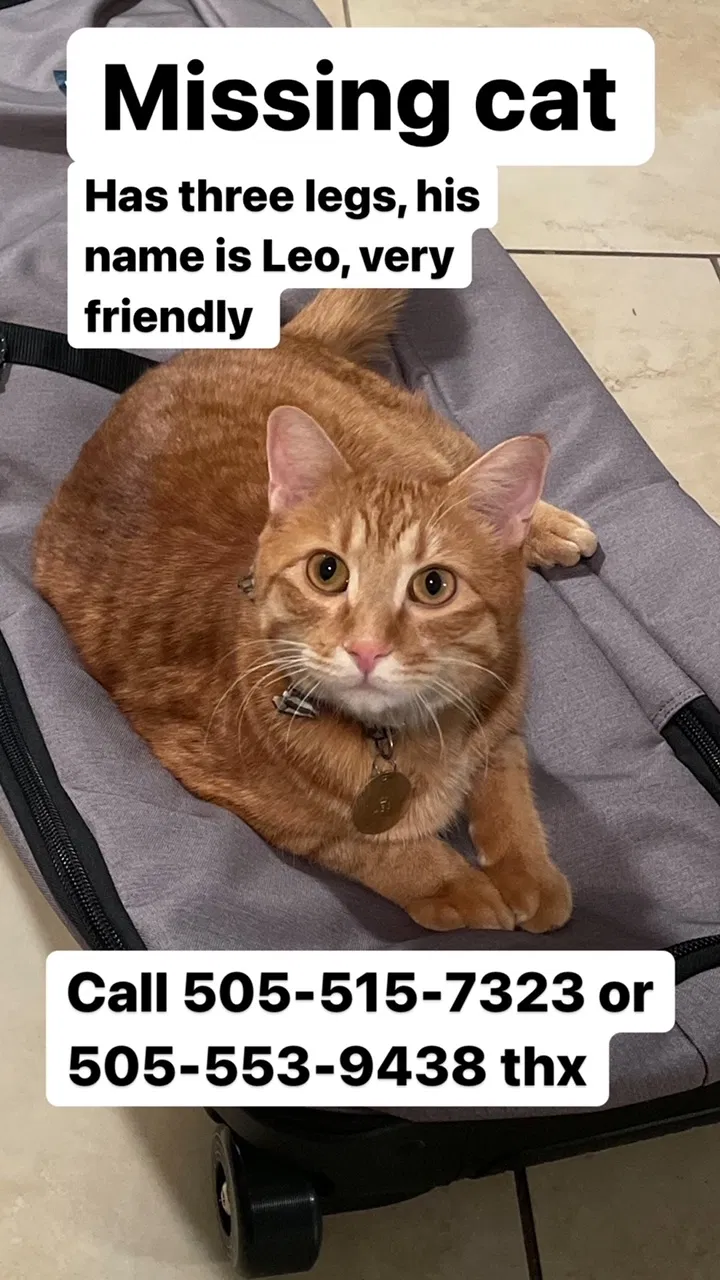 Lost cat in Albuquerque, NM, 87110