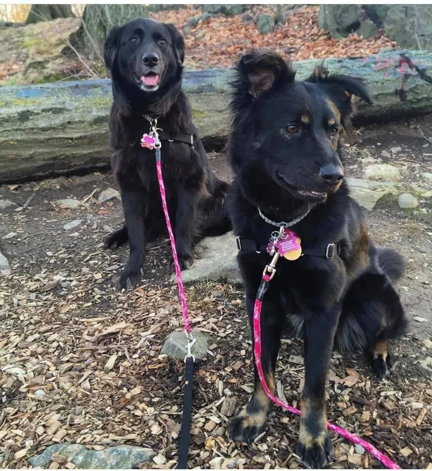 Lost dog in Unknown, NY, 10491