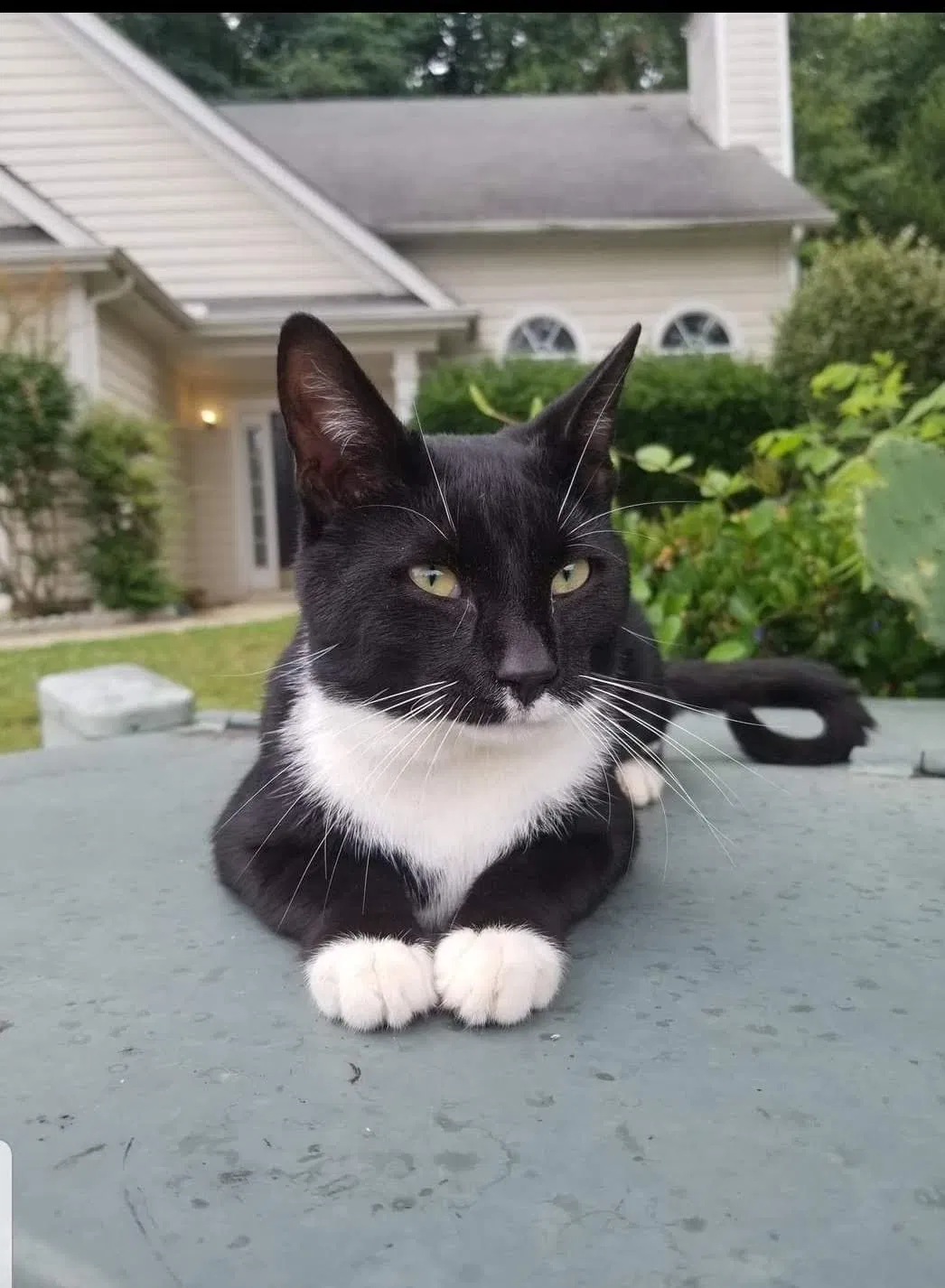 Lost cat in Marietta, GA, 30060