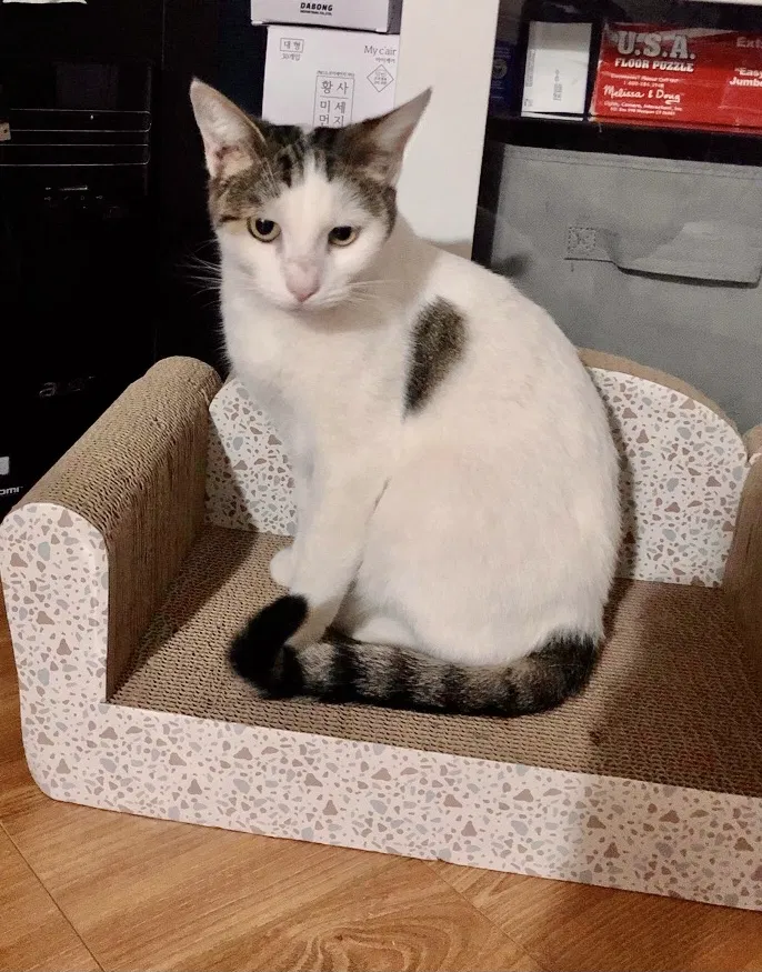 Found cat in Fresno, CA, 93726