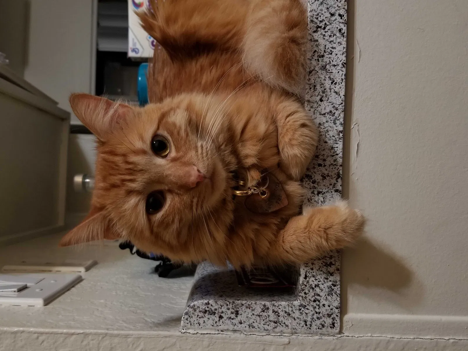 Lost cat in Monrovia, CA, 91016
