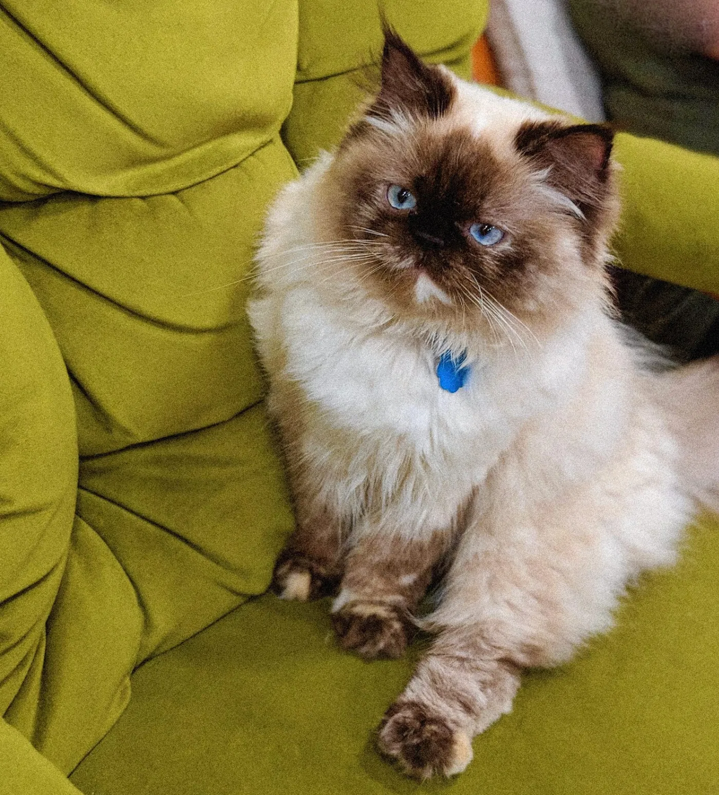 Lost cat in Pittsburgh, PA, 15216