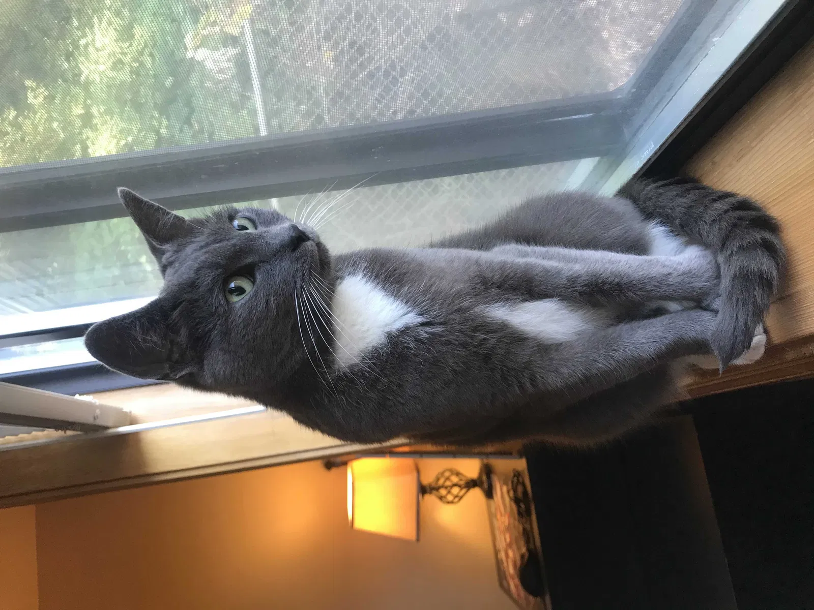 Found cat in Port Orchard, WA, 98366