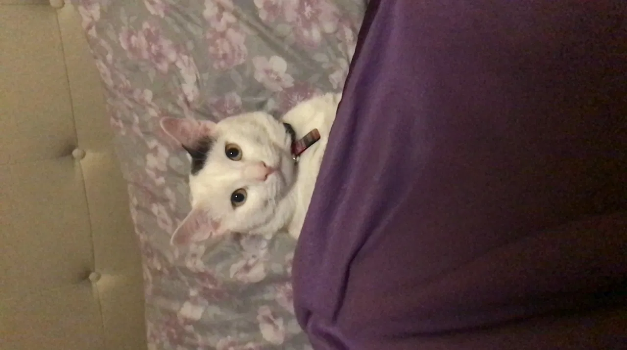 Lost cat in Fayetteville, NC, 28314