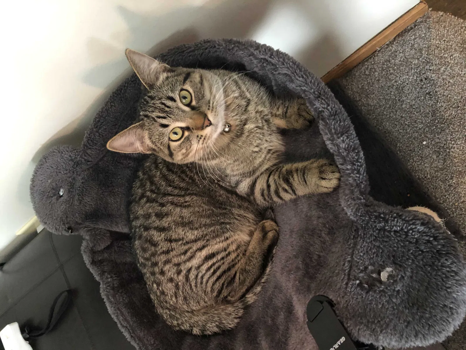 Lost cat in Saint Paul, MN, 55125