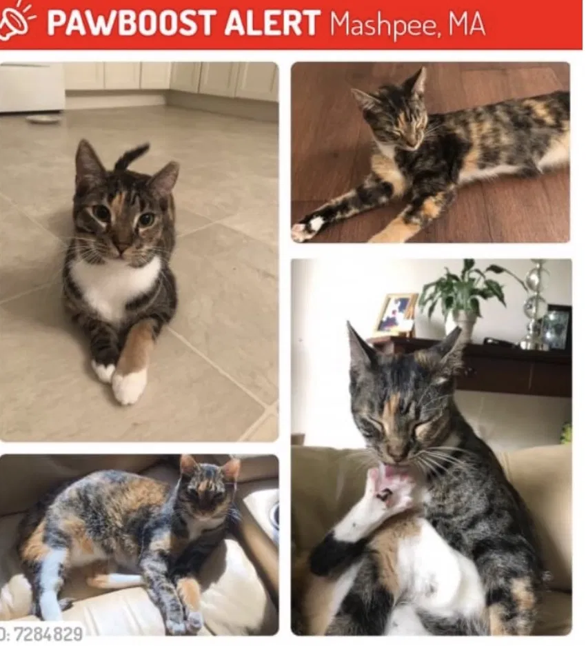 Lost cat in Mashpee, MA, 2649