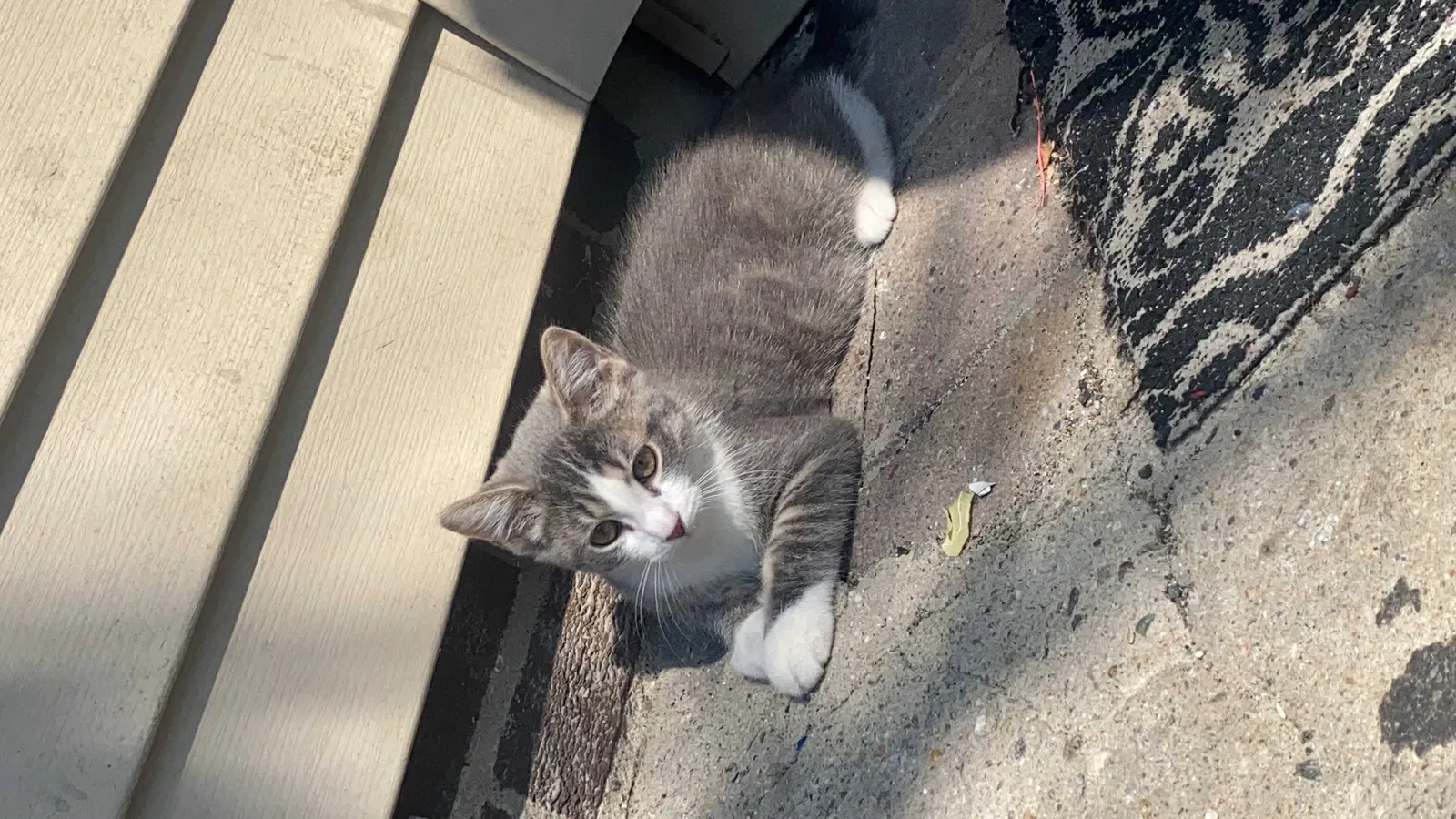 Lost cat in Lawrence, MA, 1843