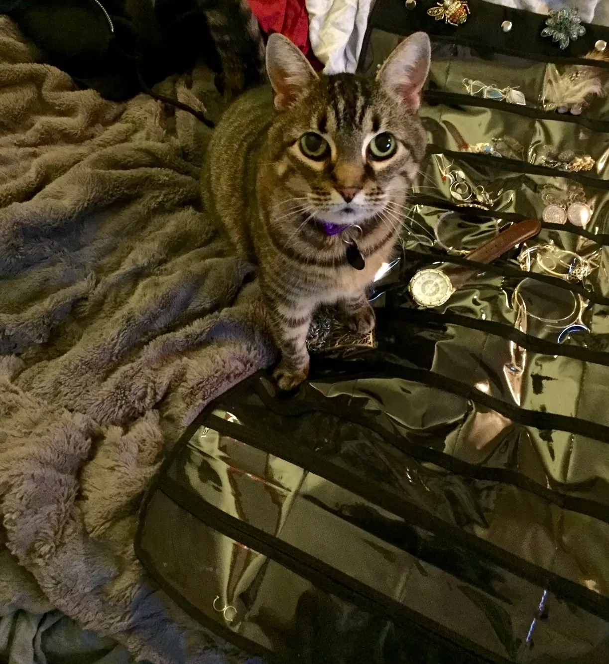 Lost cat in Tacoma, WA, 98404