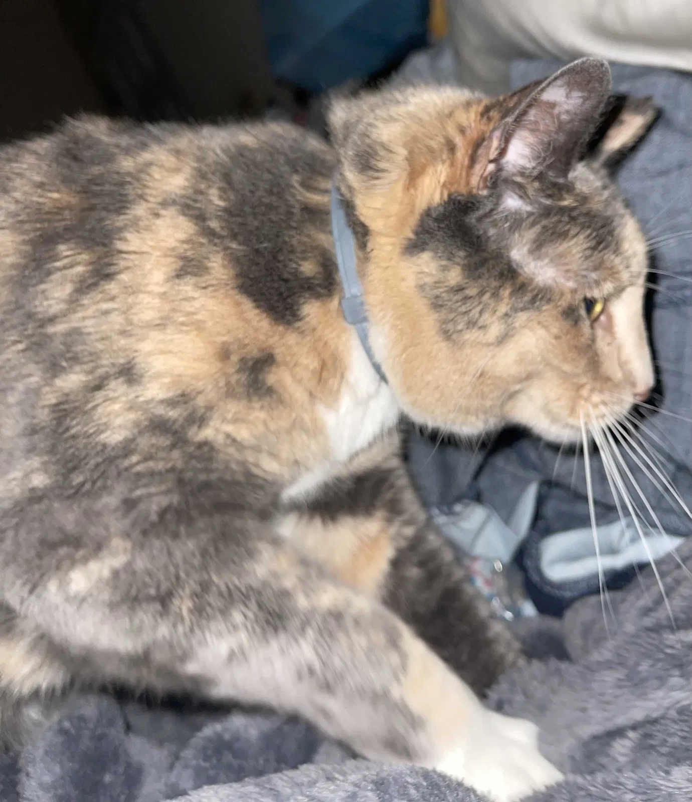 Lost cat in Sicklerville, NJ, 8081