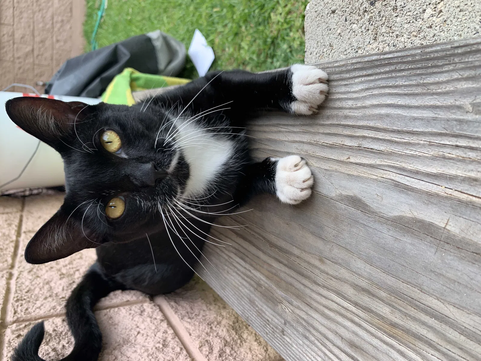 Lost cat in Laie, HI, 96762