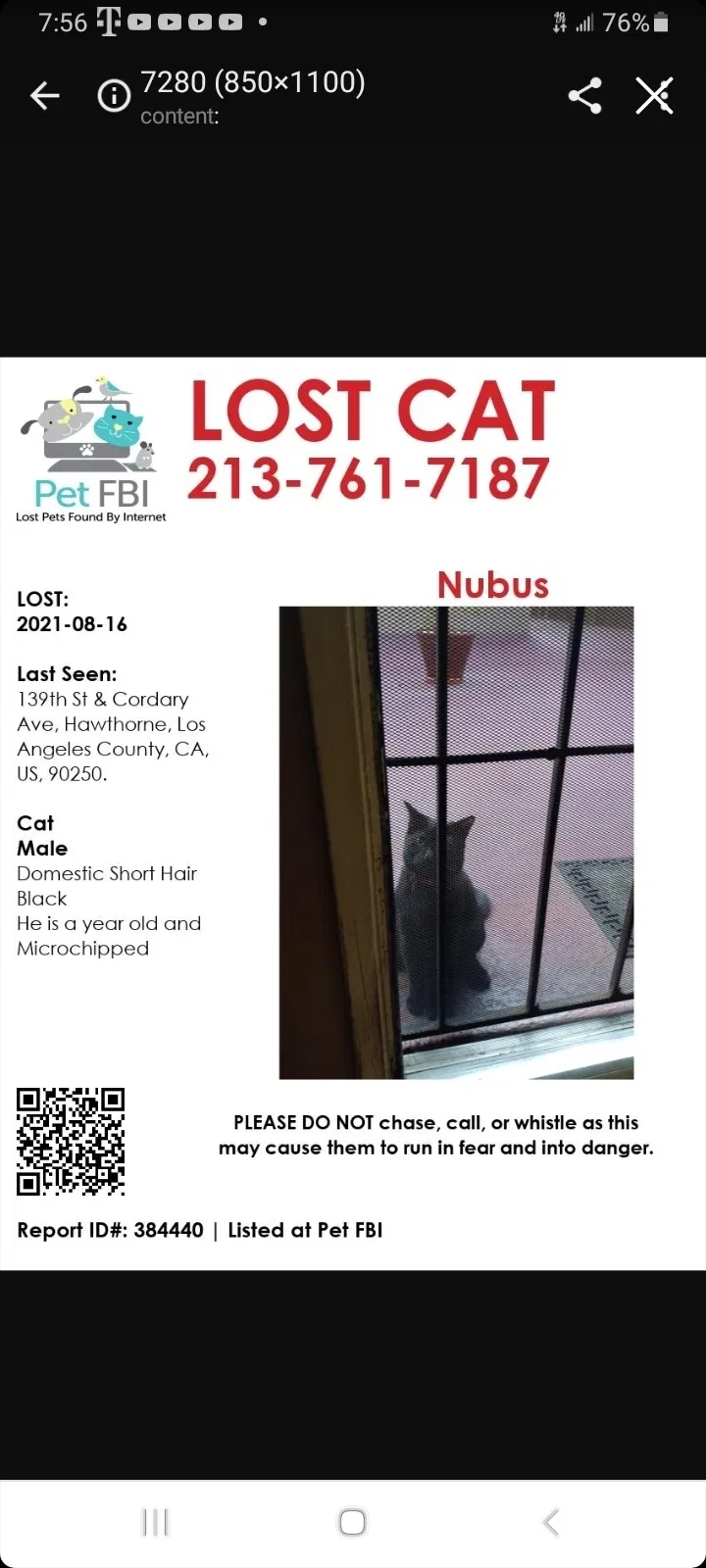 Lost cat in Hawthorne, CA, 90250