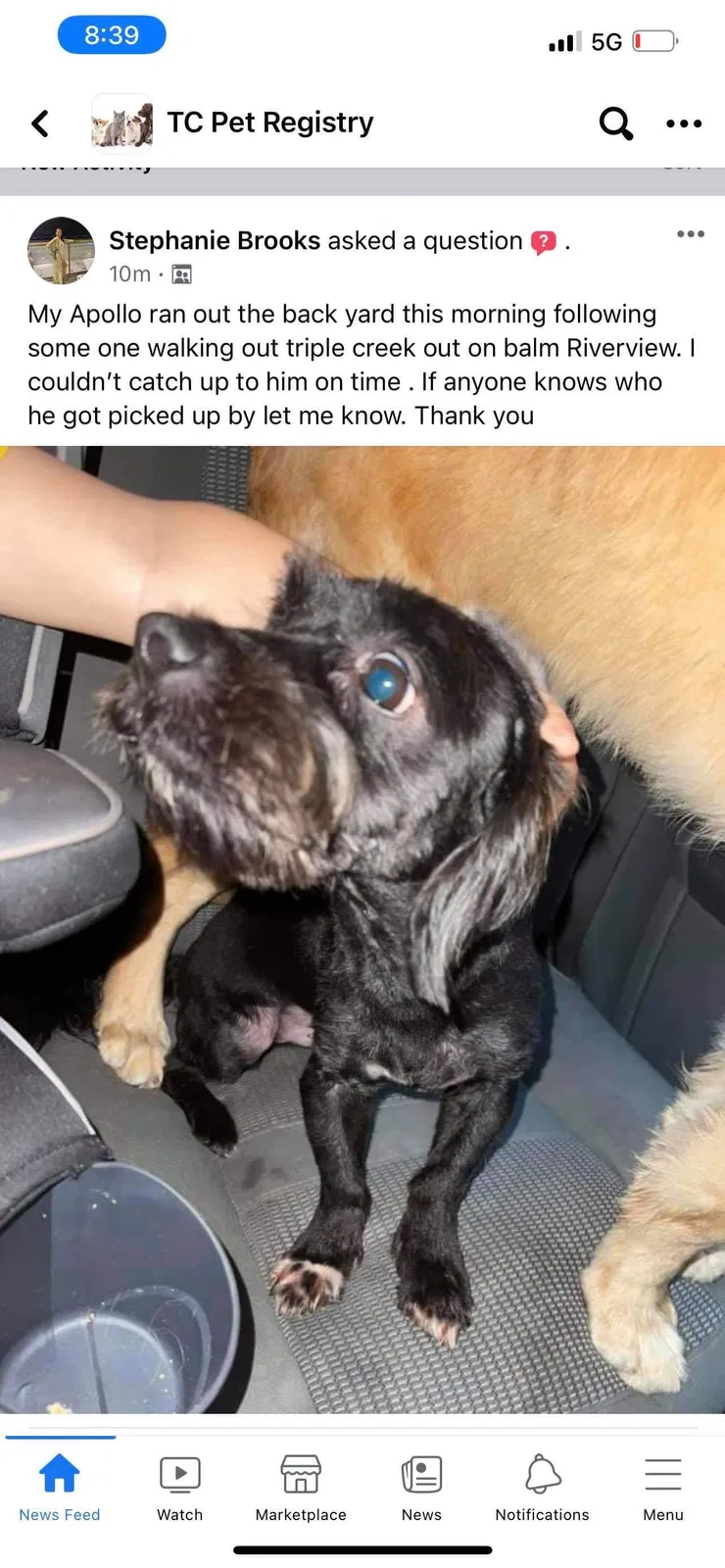 Lost dog in Riverview, FL, 33579