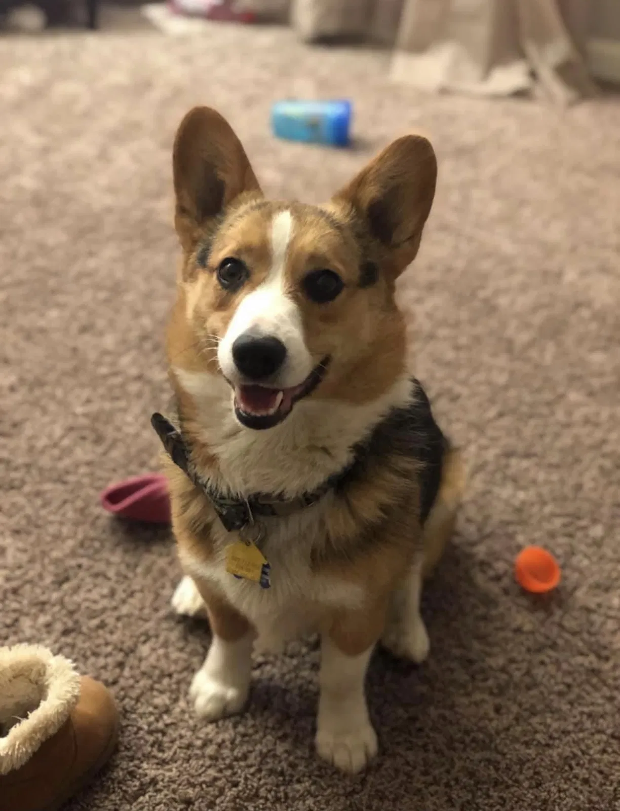 Lost dog in Beach, ND, 58621