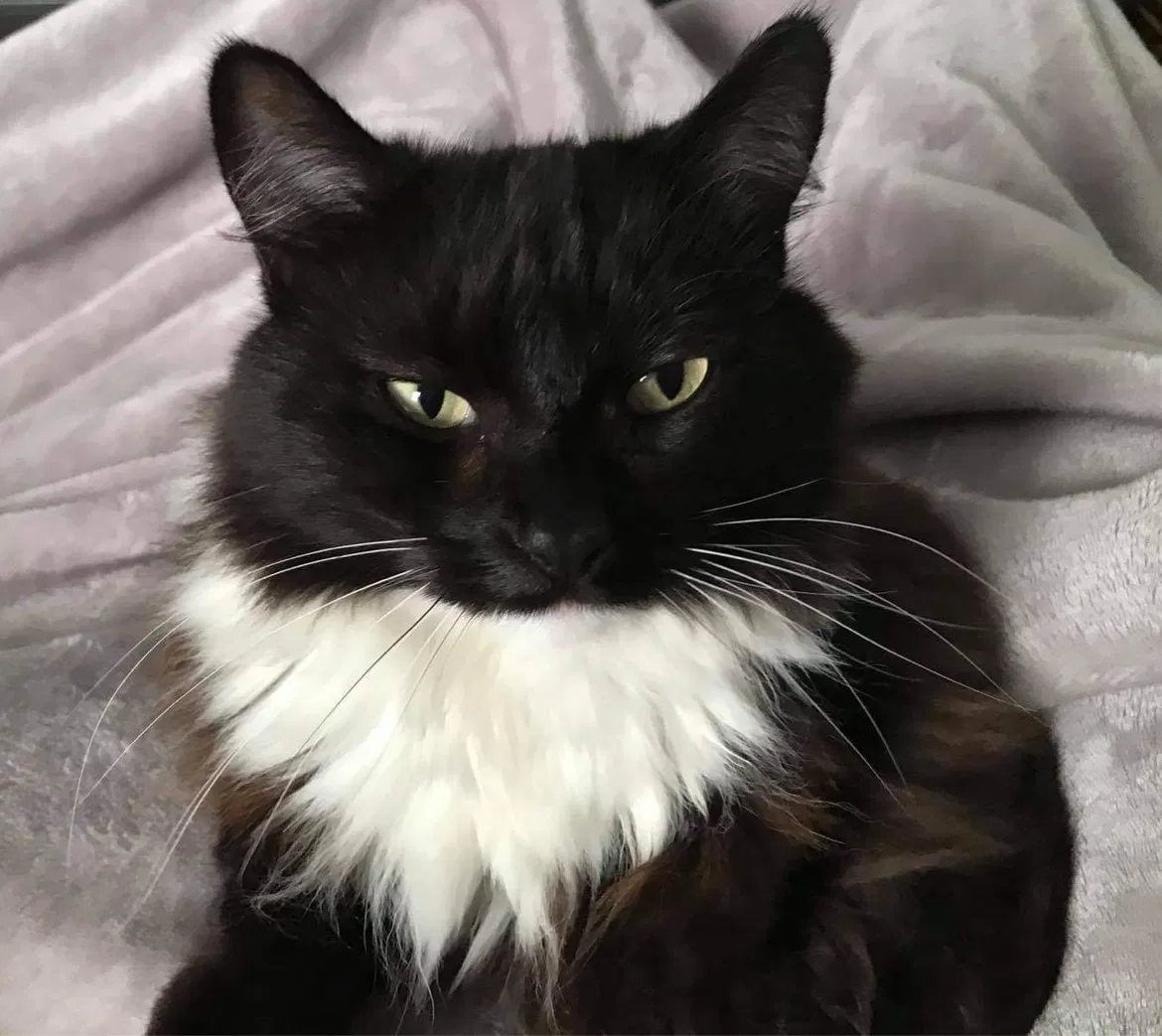 Lost cat in Saint Paul, MN, 55110
