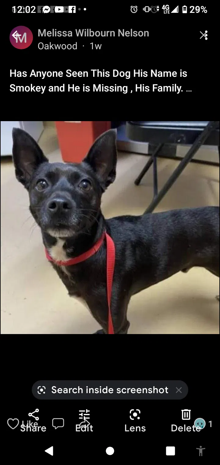 Lost dog in Huntsville, AL, 35811