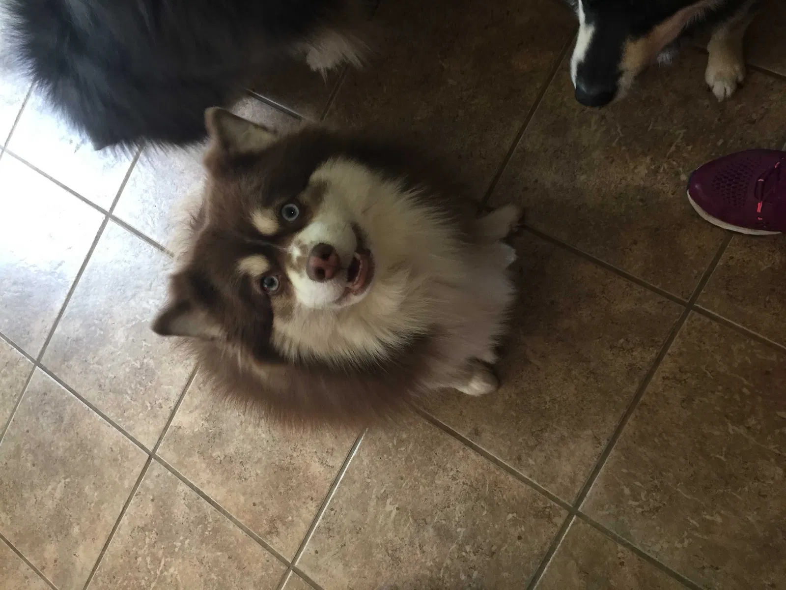 Lost dog in Bristol, TN, 37620