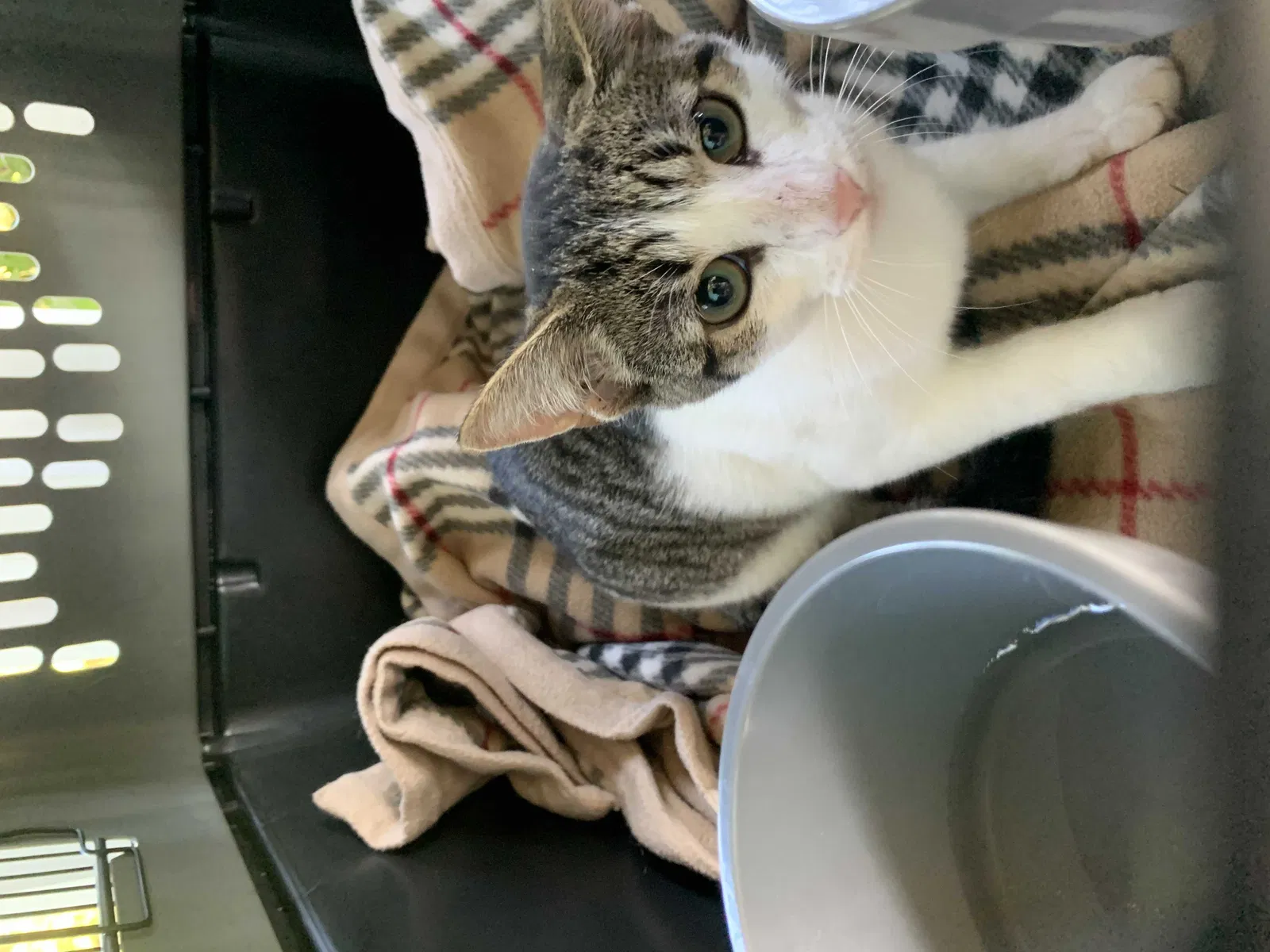 Found cat in Ludowici, GA, 31316
