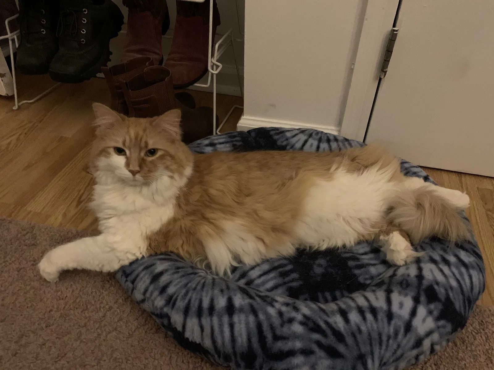 Lost cat in Lawrence Township, NJ, 8648