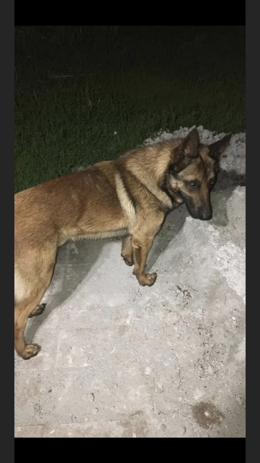 Lost dog in Wichita, KS, 67211