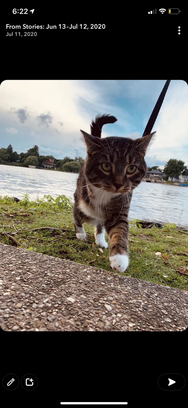 Lost cat in Rockford, IL, 61101