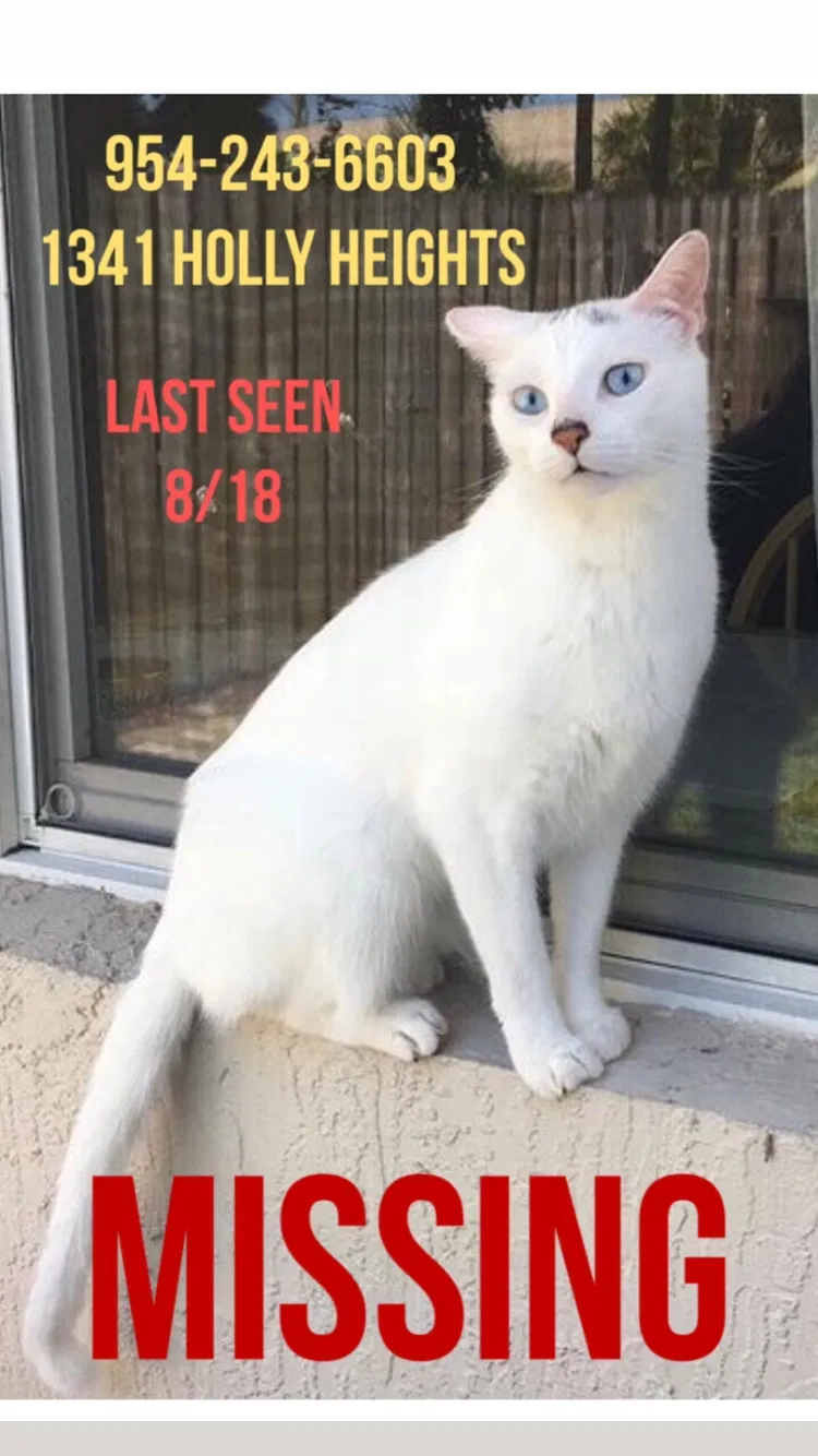 Lost cat in Fort Lauderdale, FL, 33304