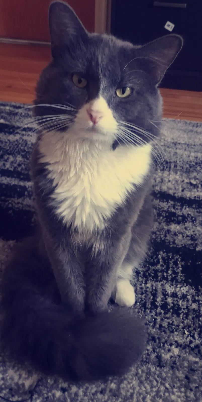 Lost cat in Rock Creek, MN, 55067