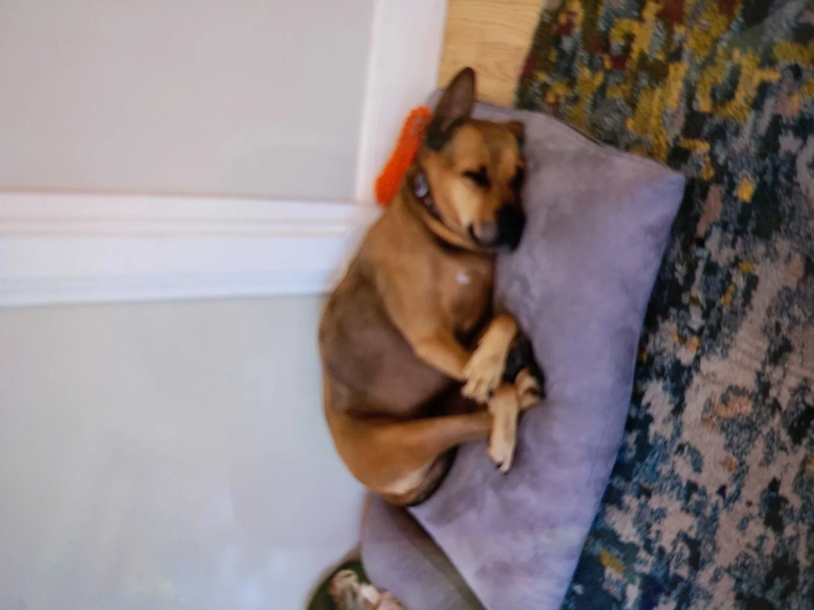 Lost dog in Cassatt, SC, 29032