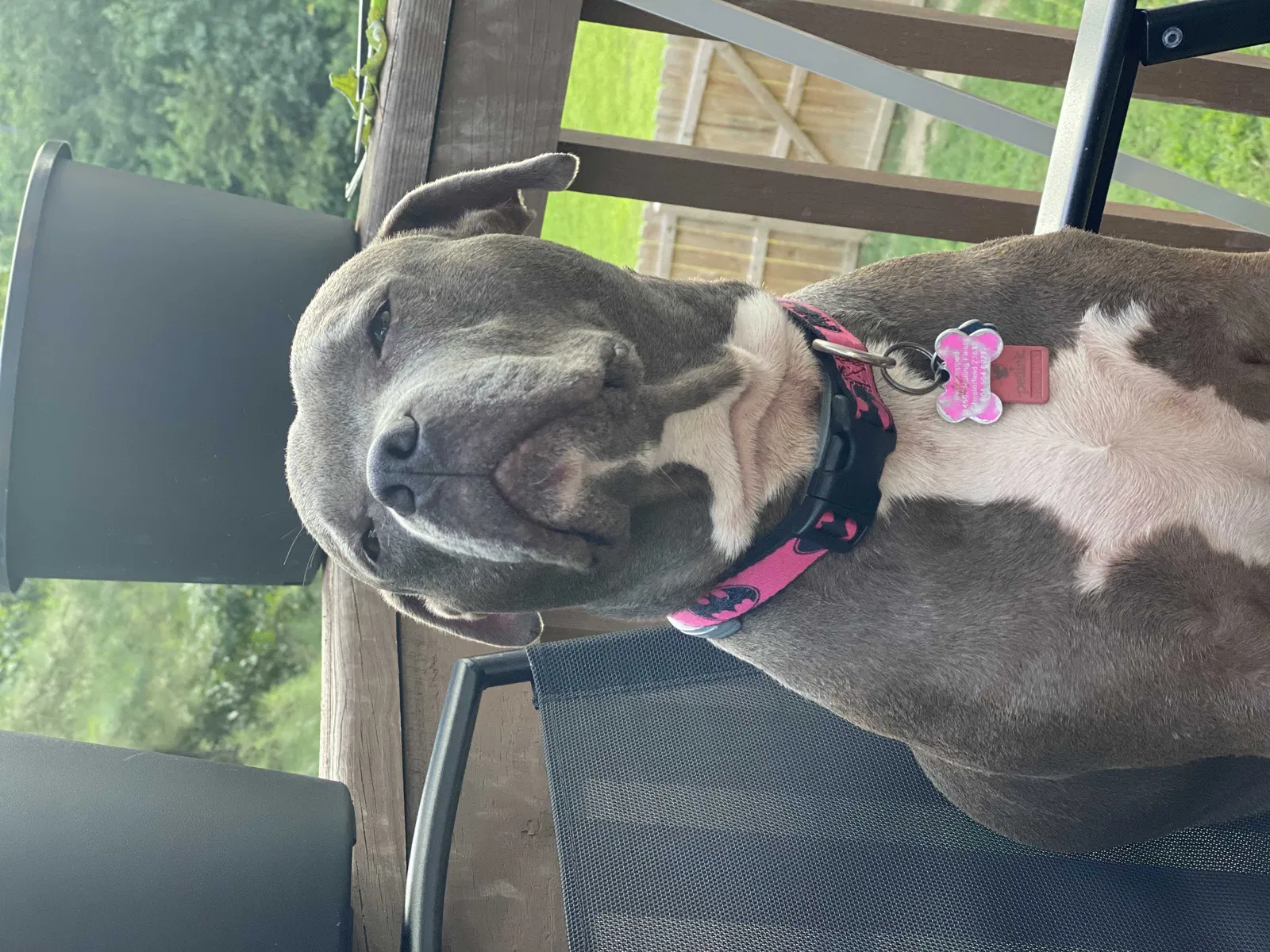 Missing Dog