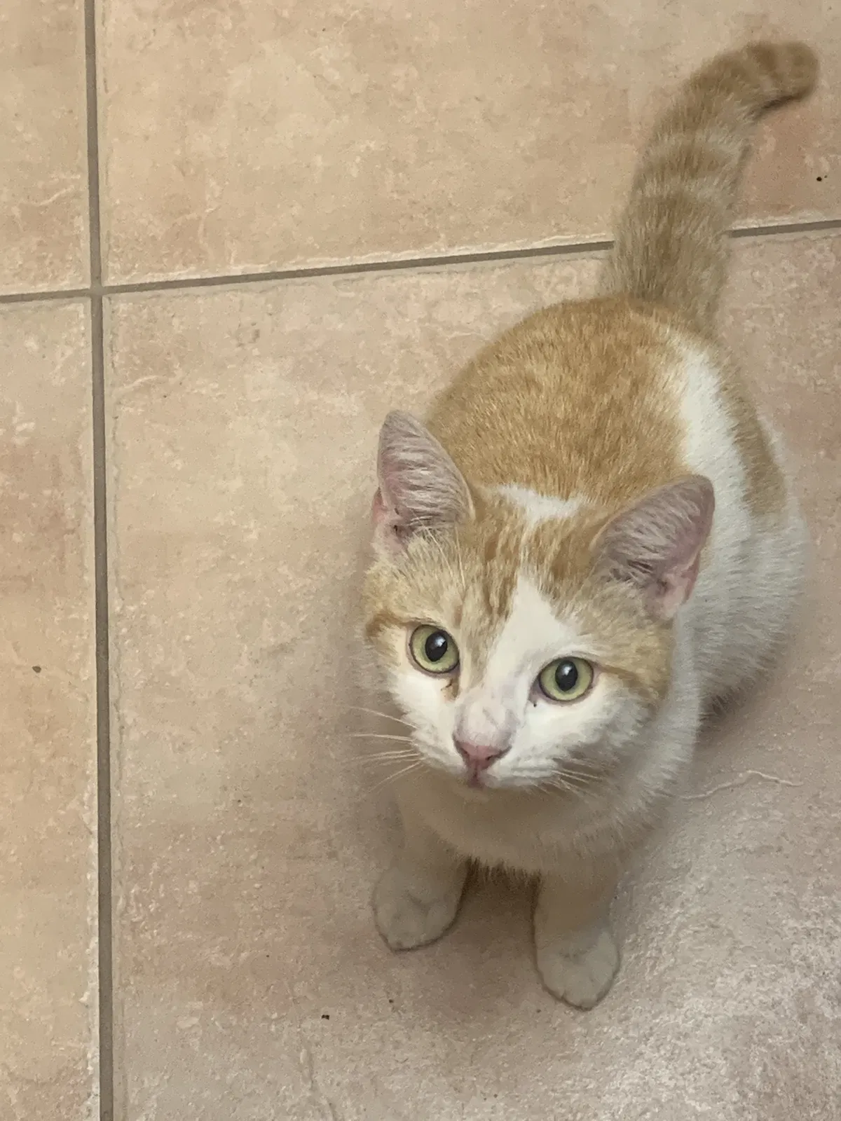 Lost cat in Opa Locka, FL, 33055