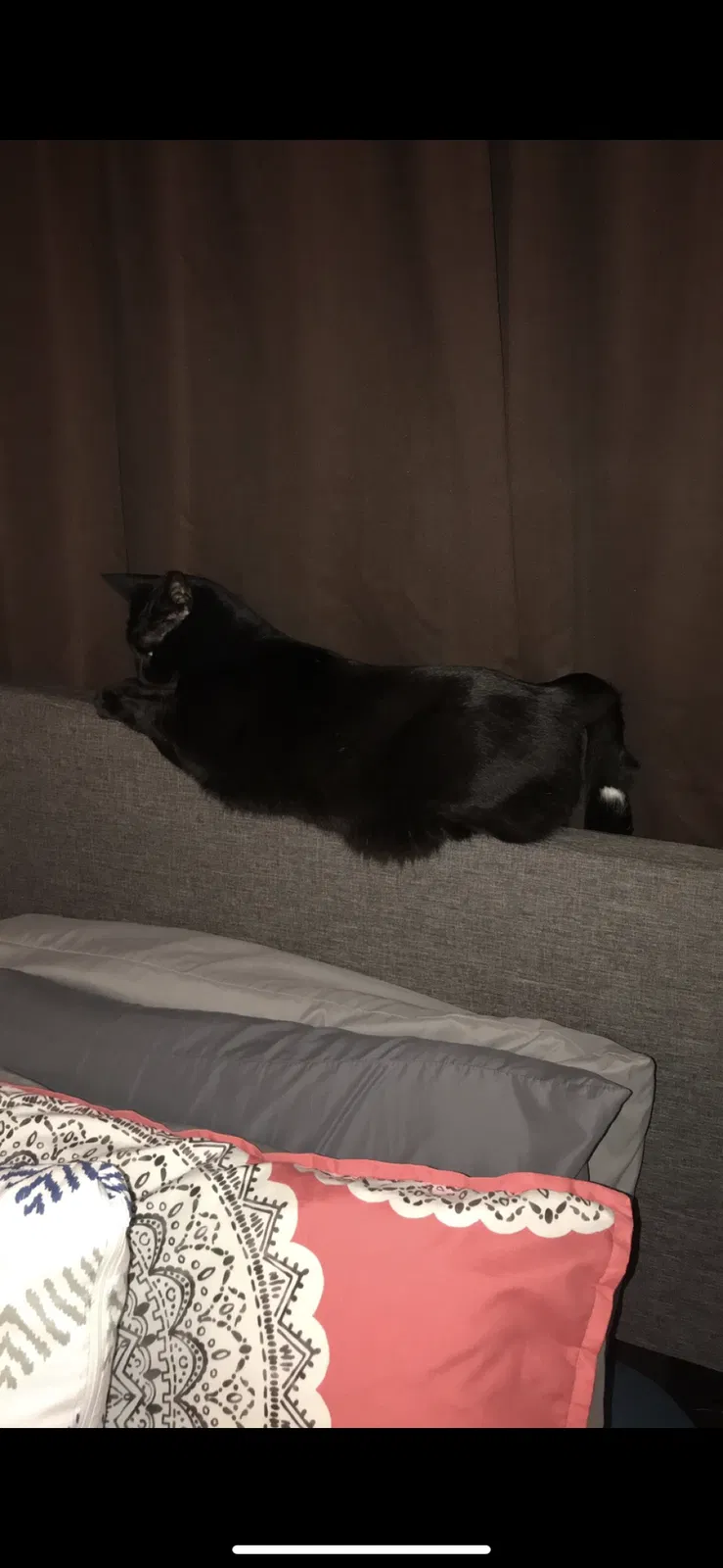 Lost cat in Greensboro, NC, 27455