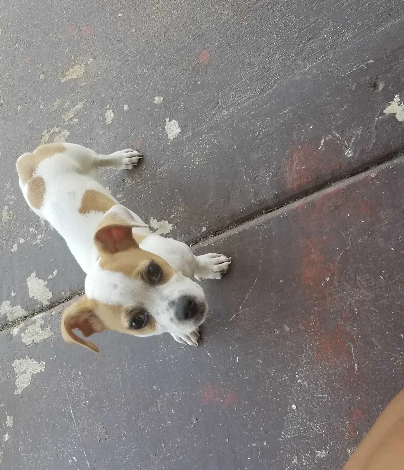 Lost dog in Tulsa, OK, 74110
